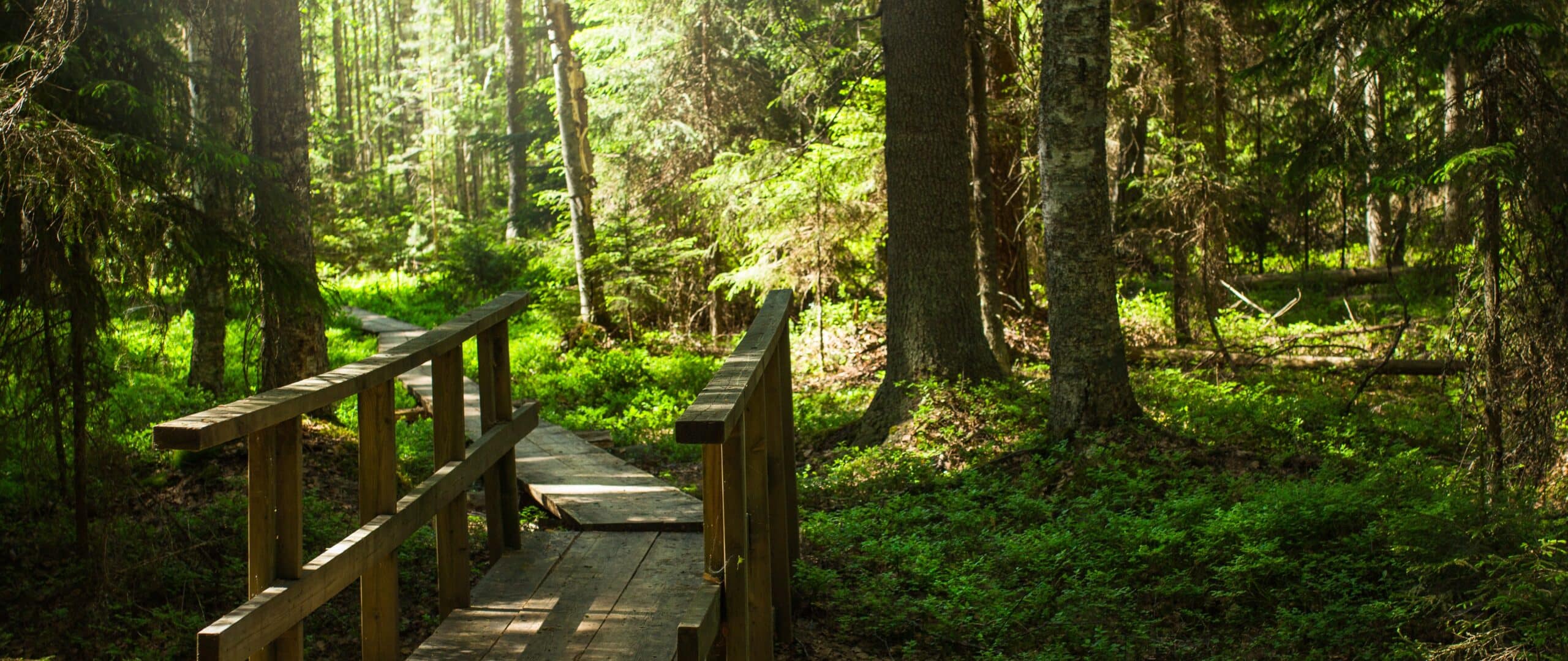 Liesjärvi National Park forest trail
