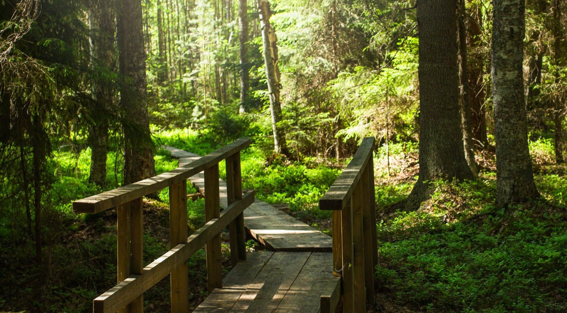 Liesjärvi National Park forest trail