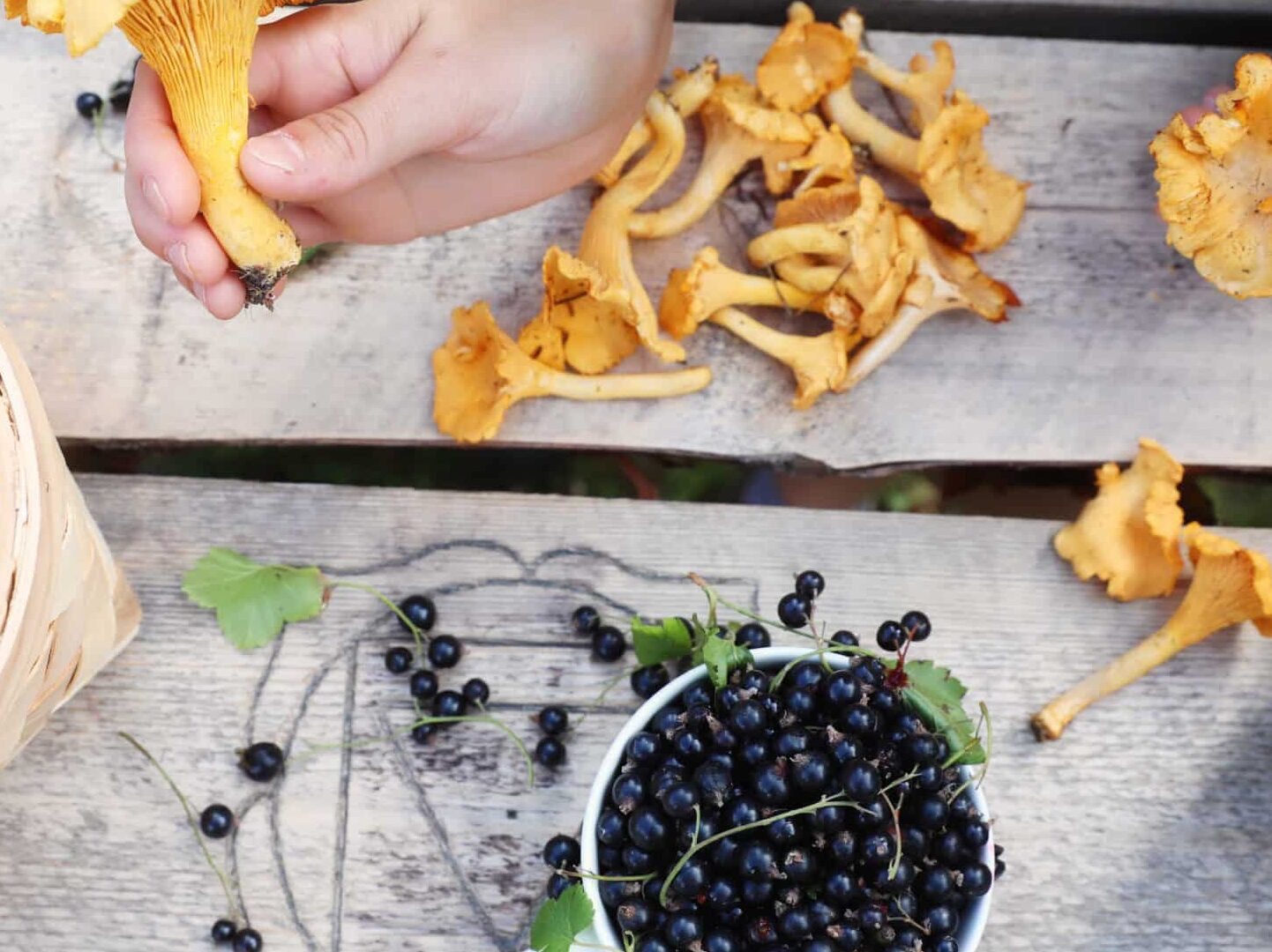 berries and mushrooms in Finland