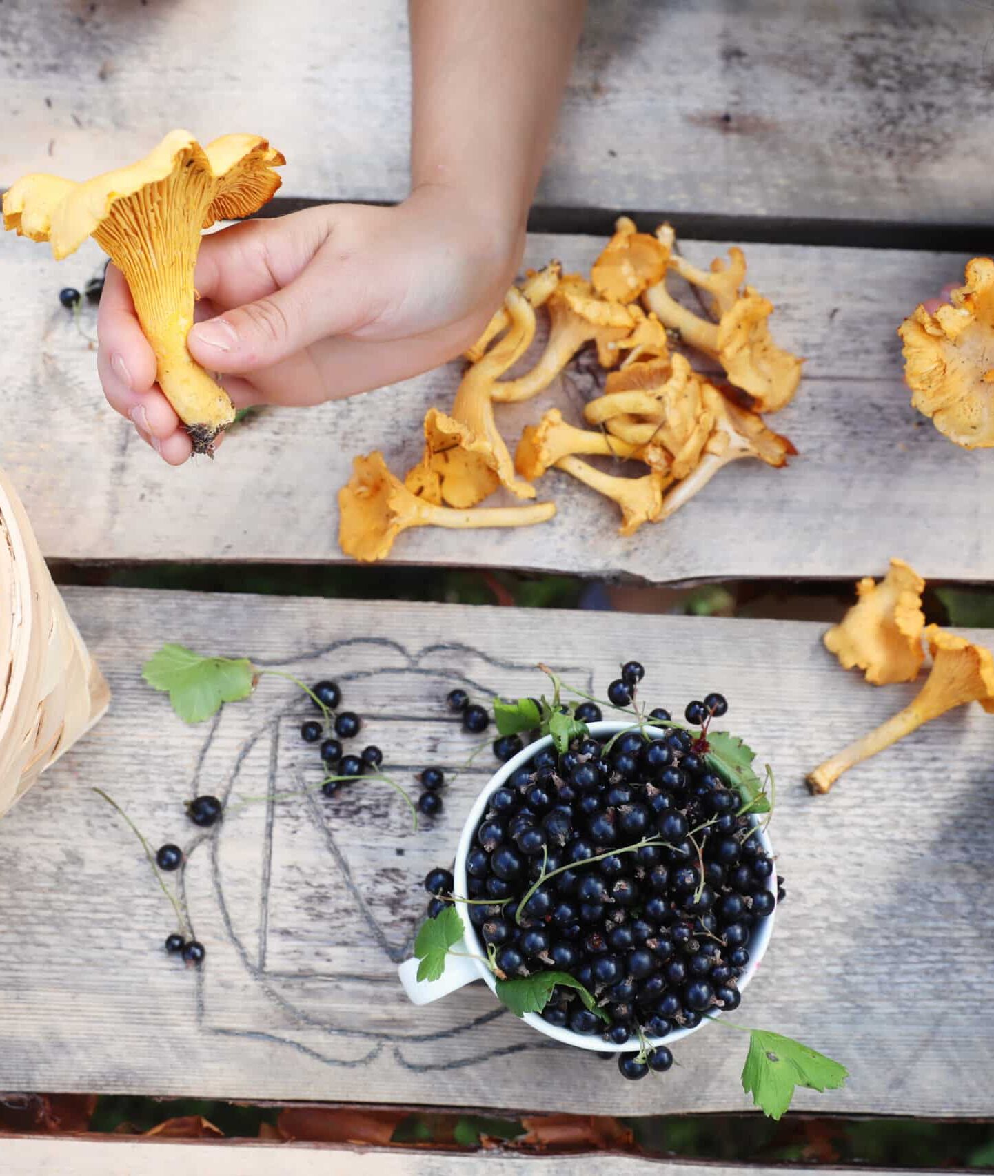 berries and mushrooms in Finland
