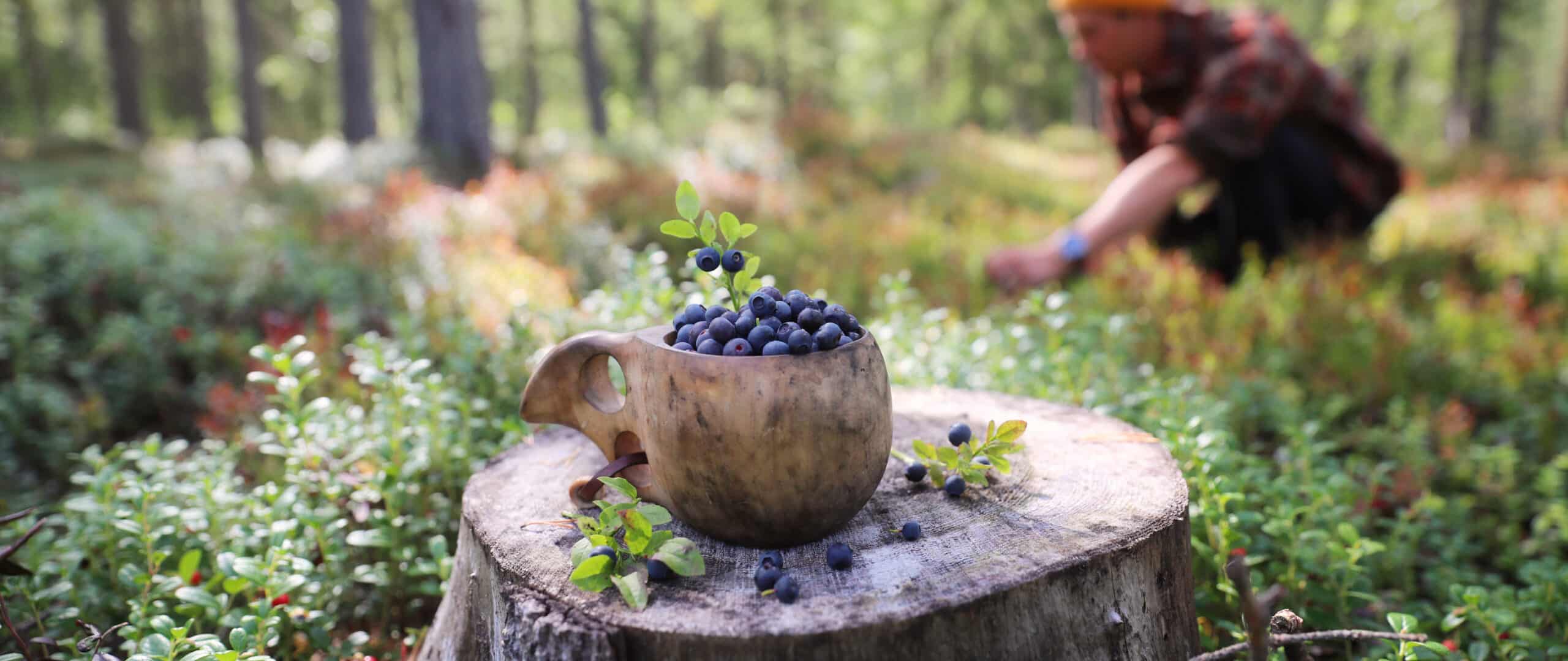Wooden cup on a tree stump filled with blueberries. There is a person on the background picking berries.