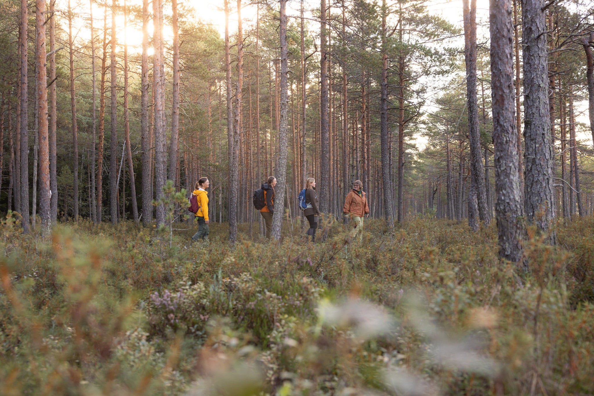 Four persons walking in Torronsuo National Park.