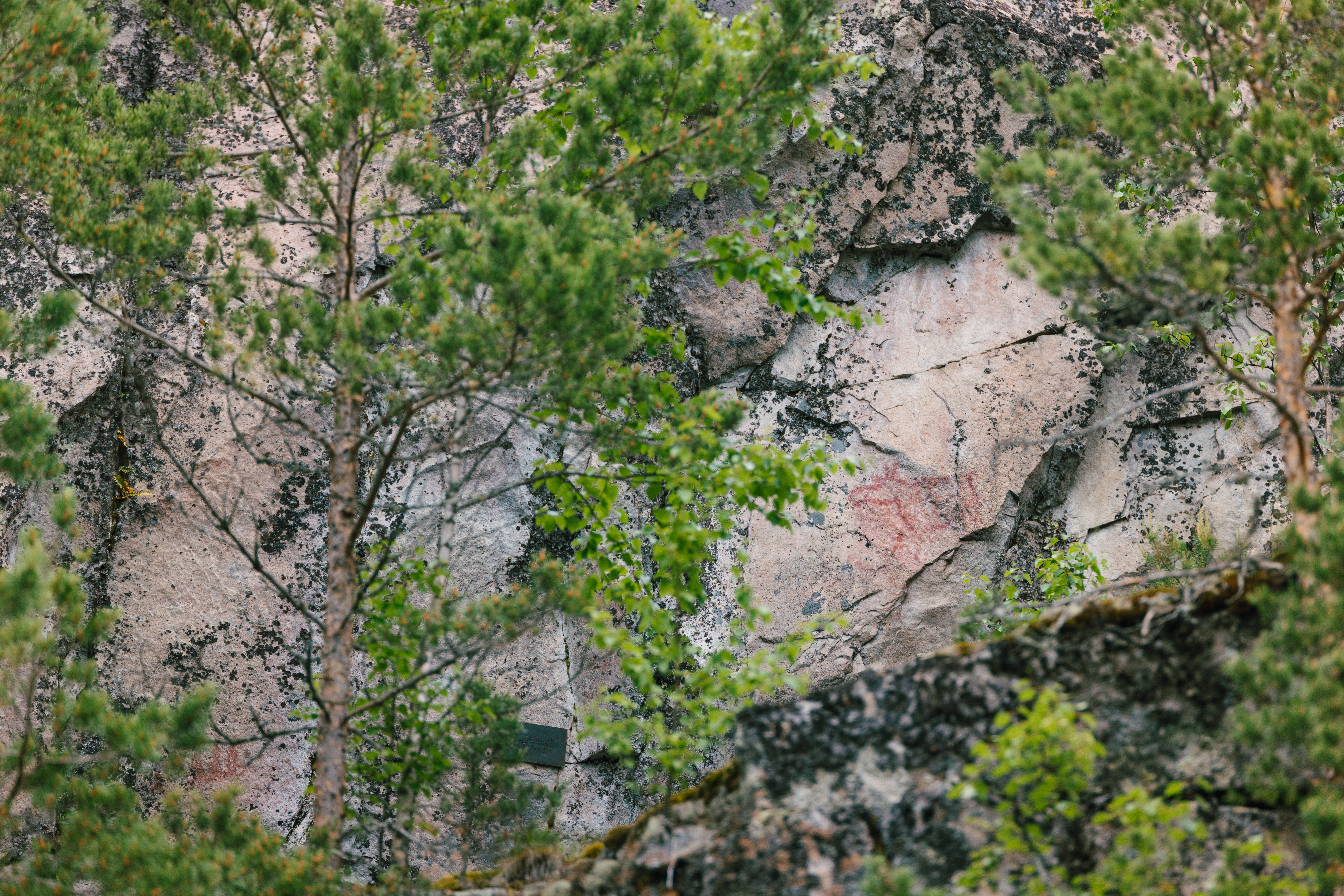 Historic rock paintings depicting moose